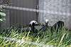 ueno_zoo_3212_mini.jpg