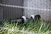 ueno_zoo_3213_mini.jpg