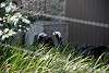 ueno_zoo_3215_mini.jpg