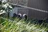ueno_zoo_3217_mini.jpg