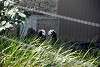 ueno_zoo_3218_mini.jpg