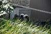 ueno_zoo_3219_mini.jpg