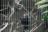 ueno_zoo_3220_mini.jpg