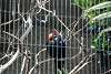 ueno_zoo_3224_mini.jpg