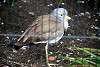 ueno_zoo_3226_mini.jpg