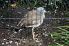 ueno_zoo_3227_mini.jpg