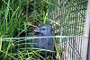 ueno_zoo_3228_mini.jpg