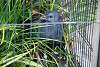 ueno_zoo_3229_mini.jpg