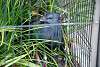ueno_zoo_3230_mini.jpg