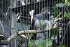 ueno_zoo_3231_mini.jpg