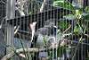 ueno_zoo_3232_mini.jpg