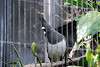 ueno_zoo_3233_mini.jpg