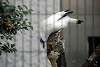 ueno_zoo_3234_mini.jpg