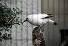 ueno_zoo_3235_mini.jpg