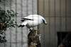 ueno_zoo_3236_mini.jpg