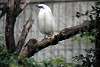 ueno_zoo_3238_mini.jpg
