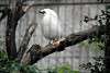 ueno_zoo_3239_mini.jpg