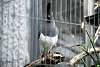 ueno_zoo_3241_mini.jpg