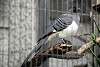 ueno_zoo_3243_mini.jpg