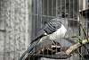 ueno_zoo_3244_mini.jpg