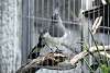 ueno_zoo_3245_mini.jpg