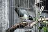 ueno_zoo_3247_mini.jpg