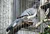 ueno_zoo_3248_mini.jpg