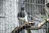 ueno_zoo_3249_mini.jpg