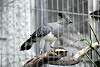ueno_zoo_3250_mini.jpg