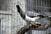 ueno_zoo_3253_mini.jpg