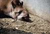 ueno_zoo_3256_mini.jpg