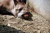 ueno_zoo_3257_mini.jpg