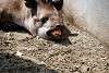 ueno_zoo_3258_mini.jpg