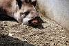 ueno_zoo_3260_mini.jpg