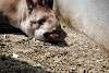 ueno_zoo_3261_mini.jpg