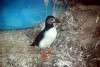 ueno_zoo_3262_mini.jpg