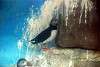 ueno_zoo_3264_mini.jpg