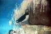 ueno_zoo_3265_mini.jpg