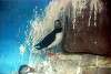 ueno_zoo_3266_mini.jpg