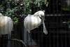 ueno_zoo_3273_mini.jpg