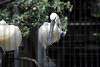 ueno_zoo_3275_mini.jpg