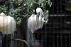 ueno_zoo_3276_mini.jpg