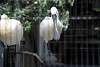ueno_zoo_3277_mini.jpg