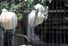 ueno_zoo_3278_mini.jpg