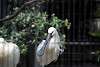 ueno_zoo_3280_mini.jpg
