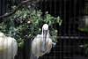ueno_zoo_3281_mini.jpg