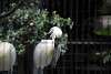 ueno_zoo_3284_mini.jpg