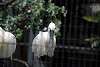ueno_zoo_3286_mini.jpg
