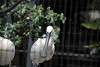 ueno_zoo_3287_mini.jpg