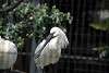 ueno_zoo_3288_mini.jpg